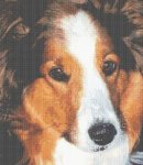 (image for) Sheltie - Bob
